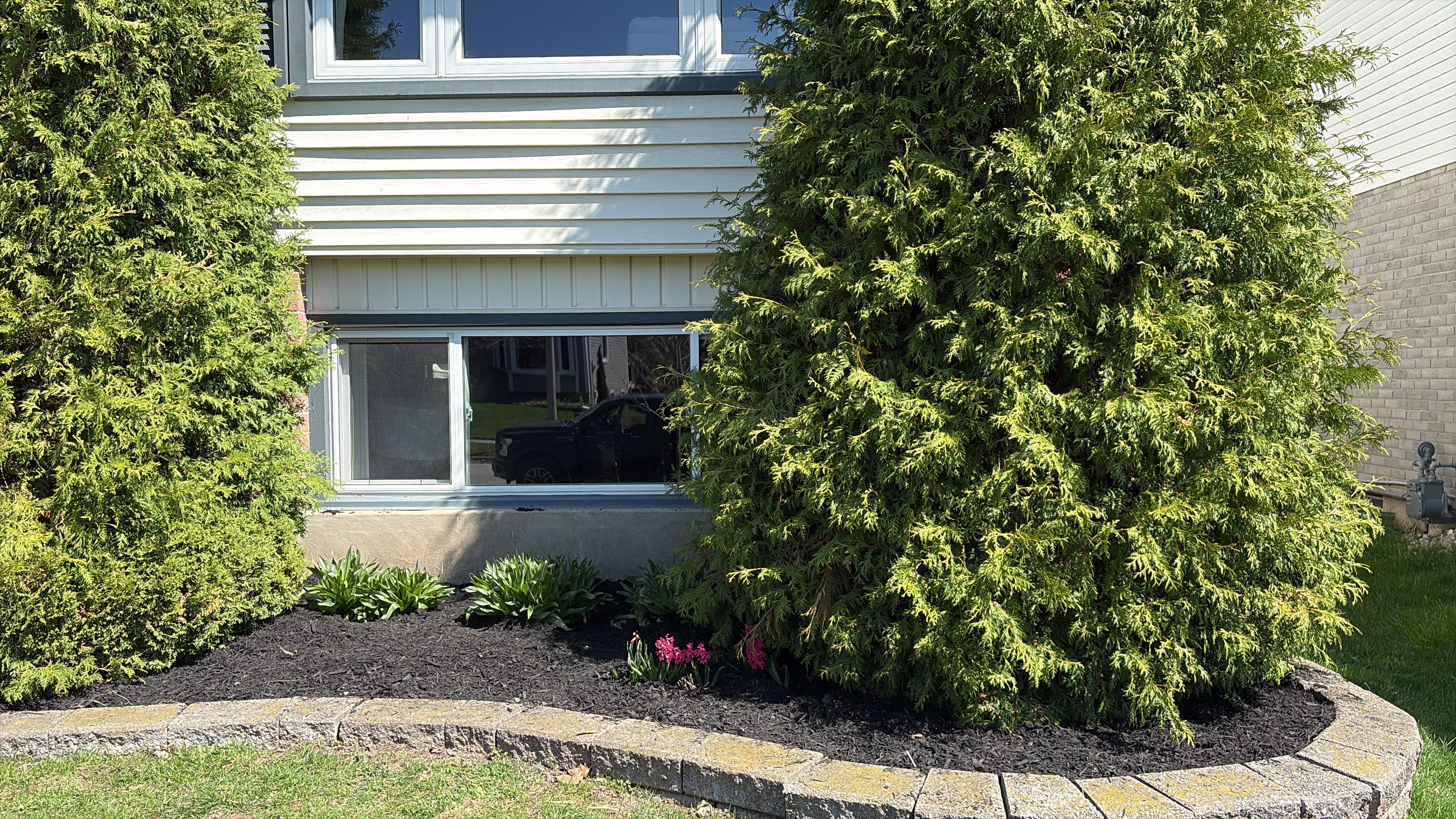 Curved garden bed with dark mulch, evergreen trees, and stone retaining wall