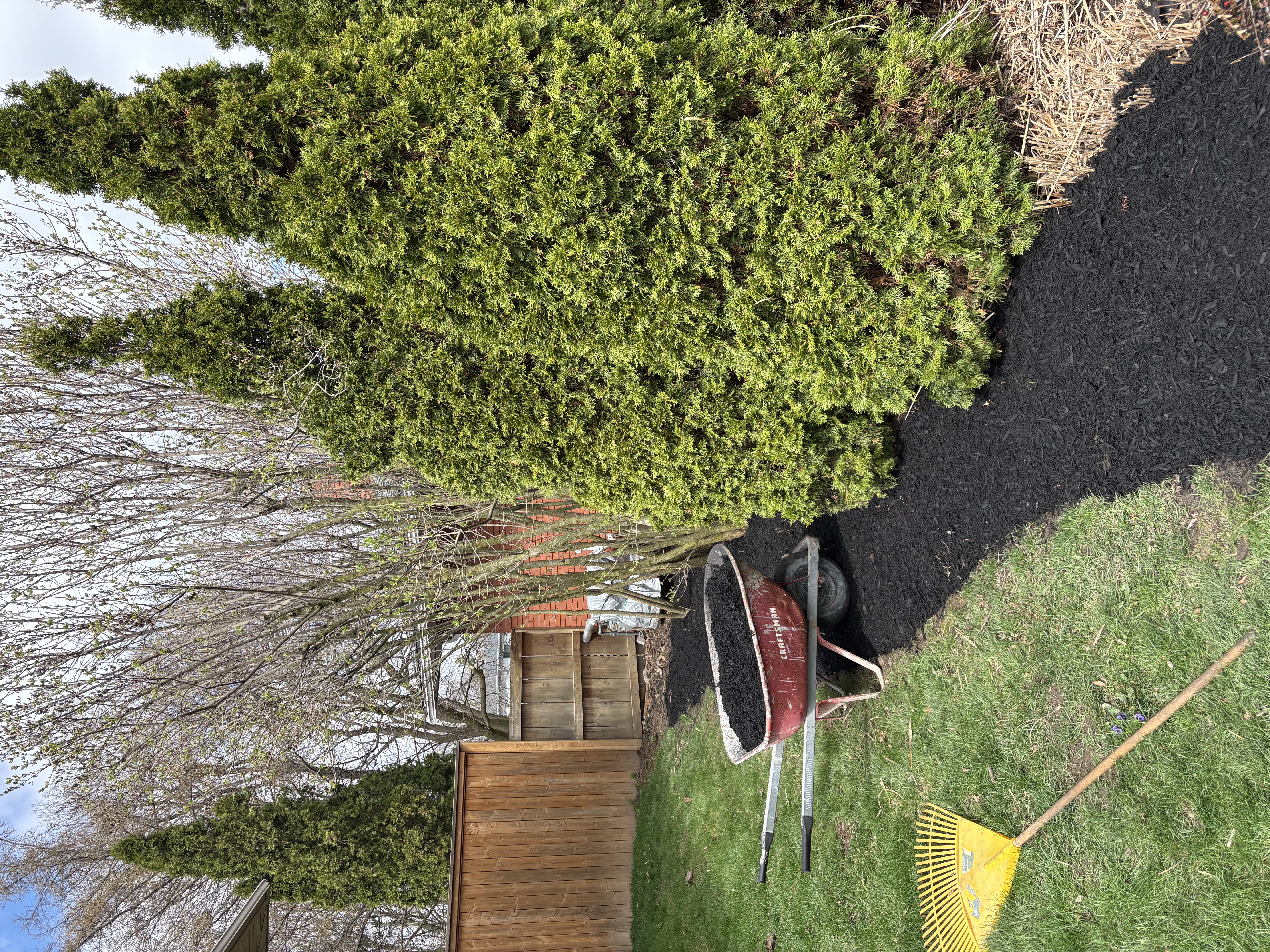 Fresh mulch installation along a row of evergreen trees in a residential backyard